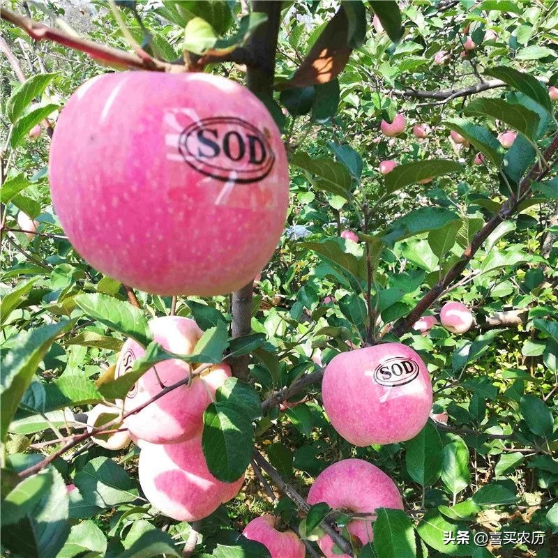 灵宝sod苹果最高价格,灵宝sod苹果好吃吗