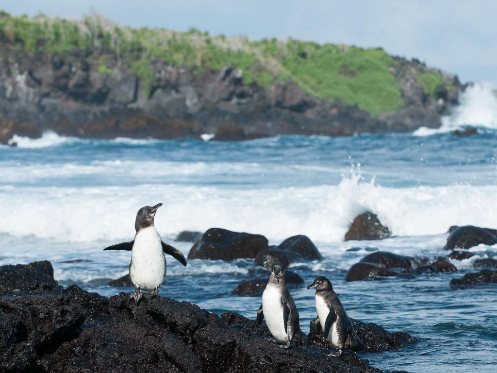 为什么北极没有企鹅,为什么北极没有企鹅知乎