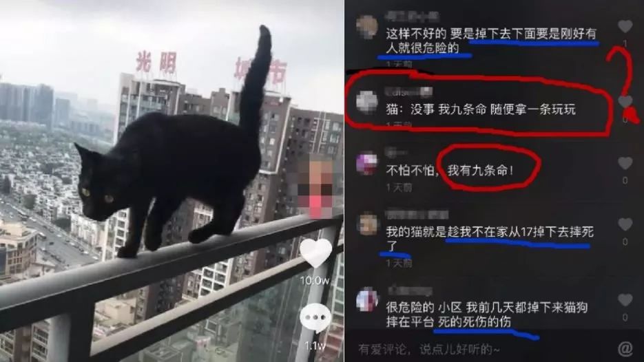 如果猫不快乐那么猫有九条命,猫有九条命那么什么情况下猫会死