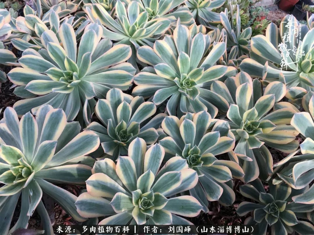 多肉安全度夏技巧,多肉如何度夏教学