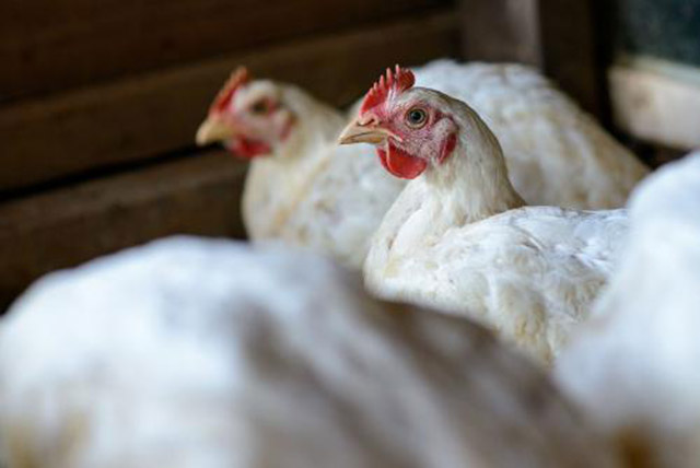 鸡大肠杆菌怎么防治,鸡大肠杆菌如何防治