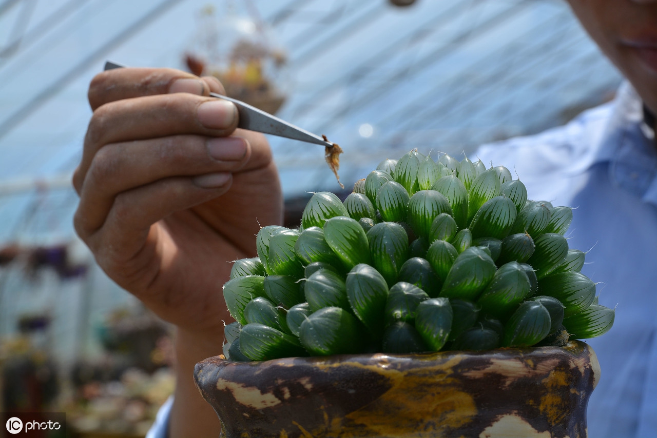 茶叶网络销售方案怎么写,茶叶网络营销分析报告