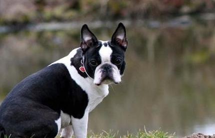 狗狗缺微量元素需要补维生素么,狗狗复合维生素和微量元素的区别