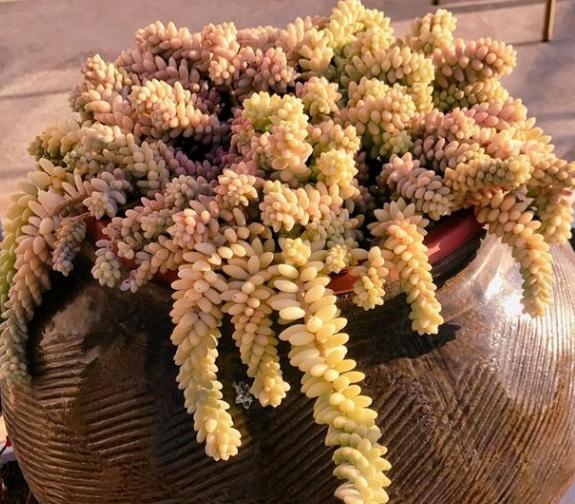 新玉缀怎么养能爆盆,玉缀叶子繁殖叶片必须朝上吗