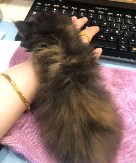 捡到一只流浪猫眼睛烂了怎么办,捡了一只生病的小奶猫