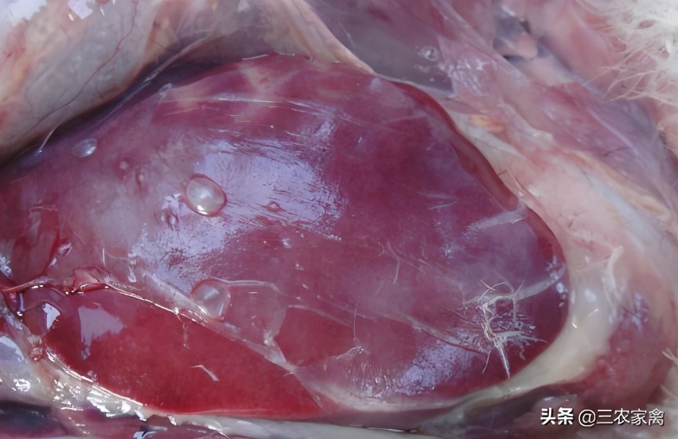 散养鸭子突然瘫了怎么处理,鸭子有呼吸但不动怎么办