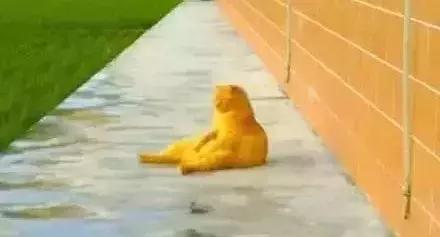 推荐养橘猫的6大原因,自从养了猫才知道它是那么粘人