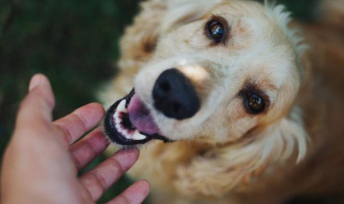 如何给狗狗按摩让狗狗感觉舒服,怎么按摩狗狗让狗狗喜欢你
