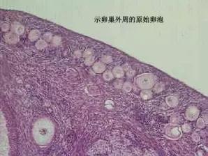 针对取卵手术，你是不是有这些误会