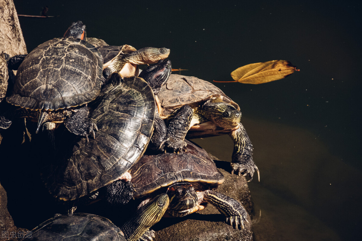 巴西乌龟容易白眼原因,巴西龟白眼了怎么办