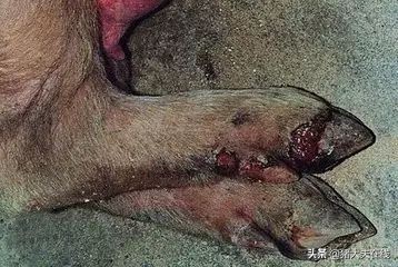 春季怎么防治羊口蹄疫,春季口蹄疫怎么防治