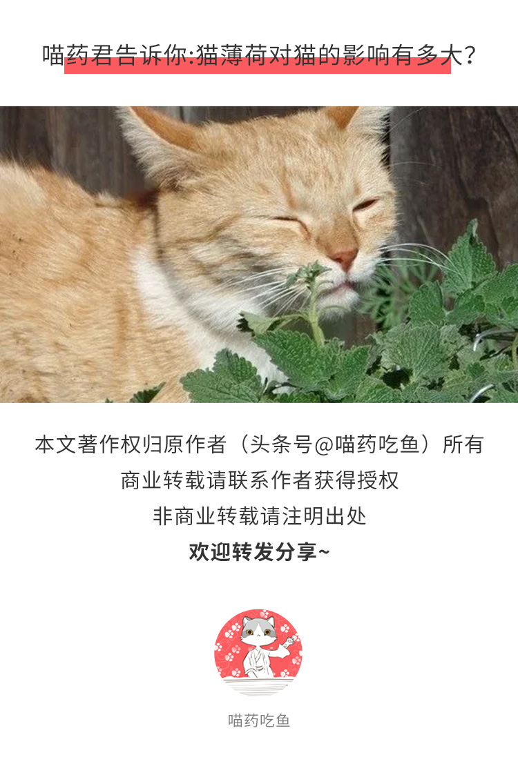 猫吃了猫薄荷像吸毒,猫吃了猫薄荷是不是像吃了菌子