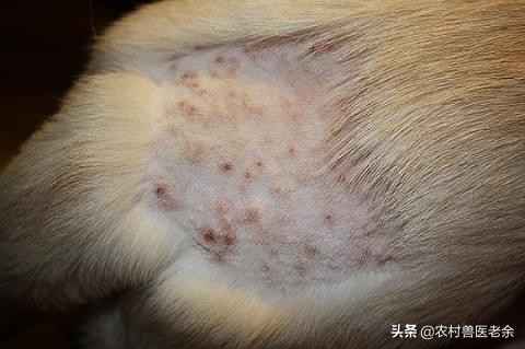 猫狗皮肤病怎么处置,宠物猫狗身上痒怎么办