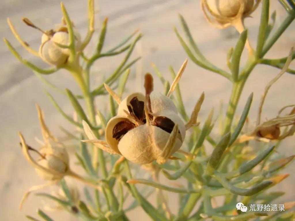 改变世界的植物：骆驼蓬PeganumharmalaL.
