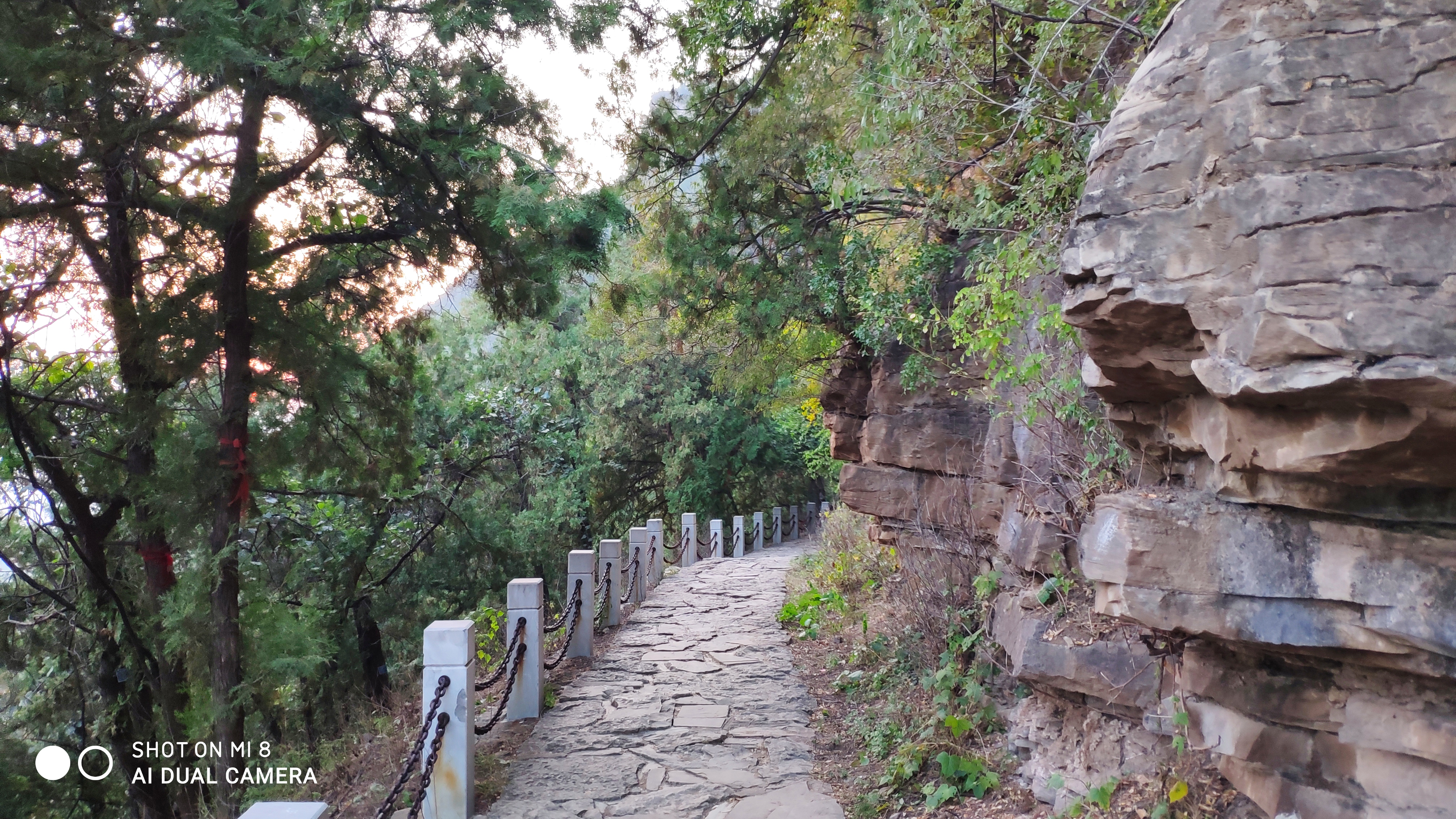 去济南灵岩寺什么必看,济南灵岩寺神树