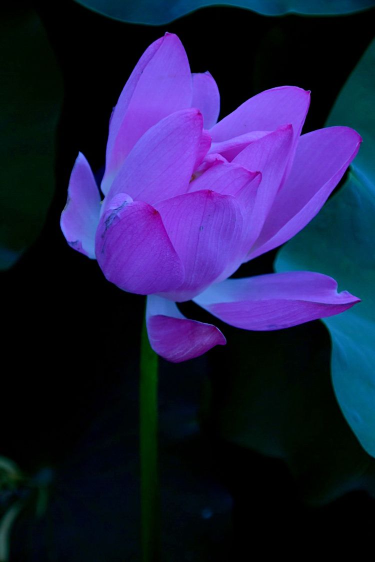 洛阳中国国花园荷花,洛阳国花园的荷花