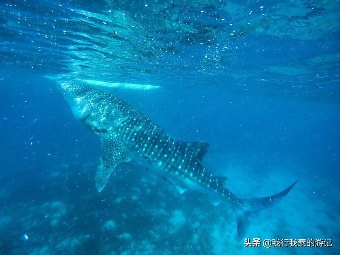 想去看鲸鲨？这里可以满足你
