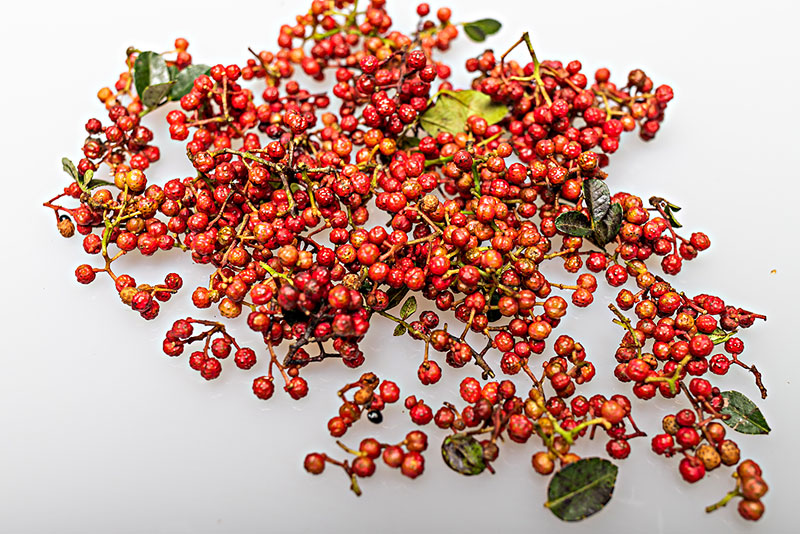 小麦种子怎么防鸟吃,小麦被麻雀祸害怎么办