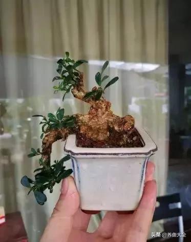 微型黄杨好养吗,黄杨微型盆景如何浇水