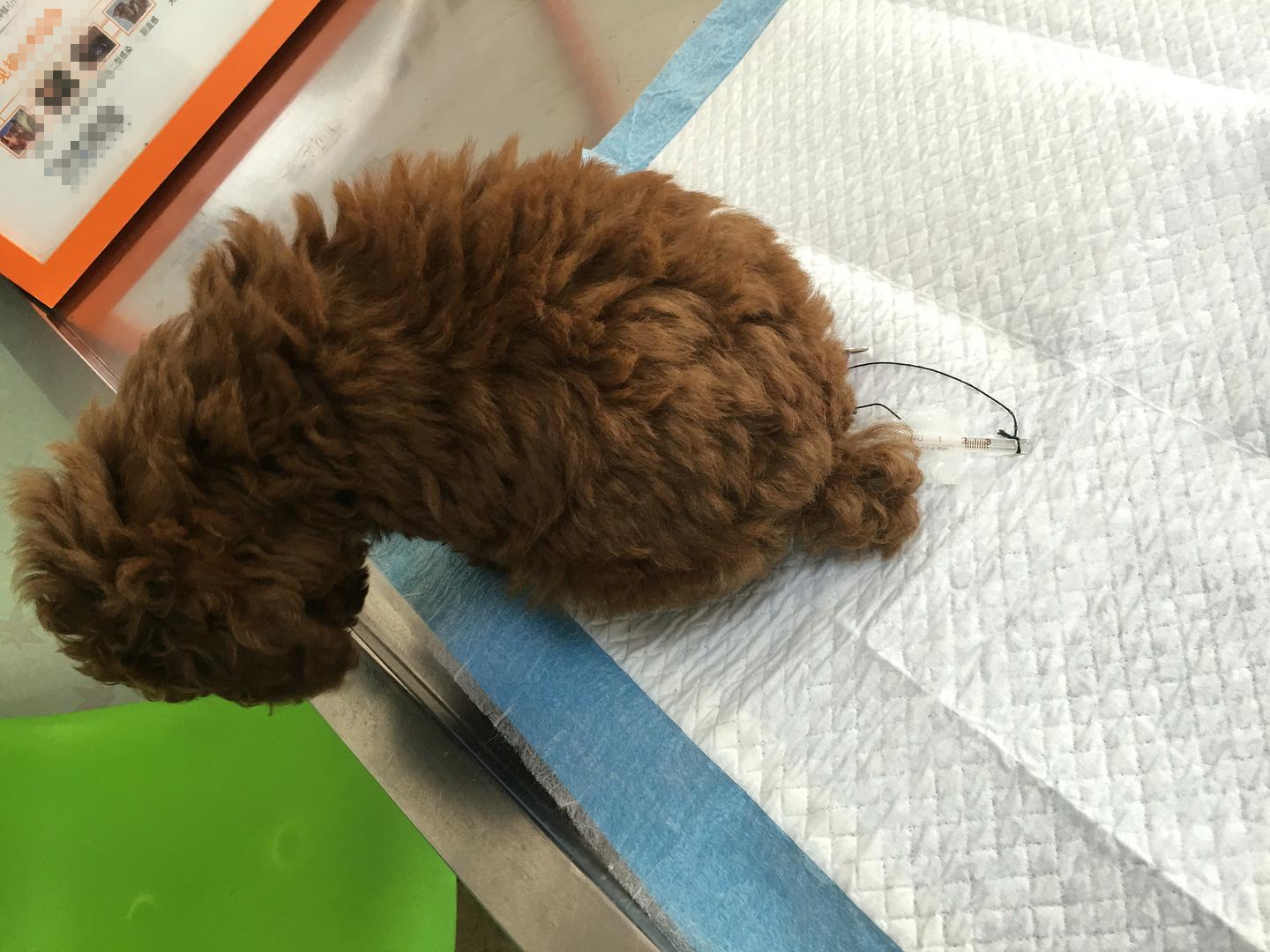 幼犬到家拉肚子是不是细小,幼犬到家腹泻