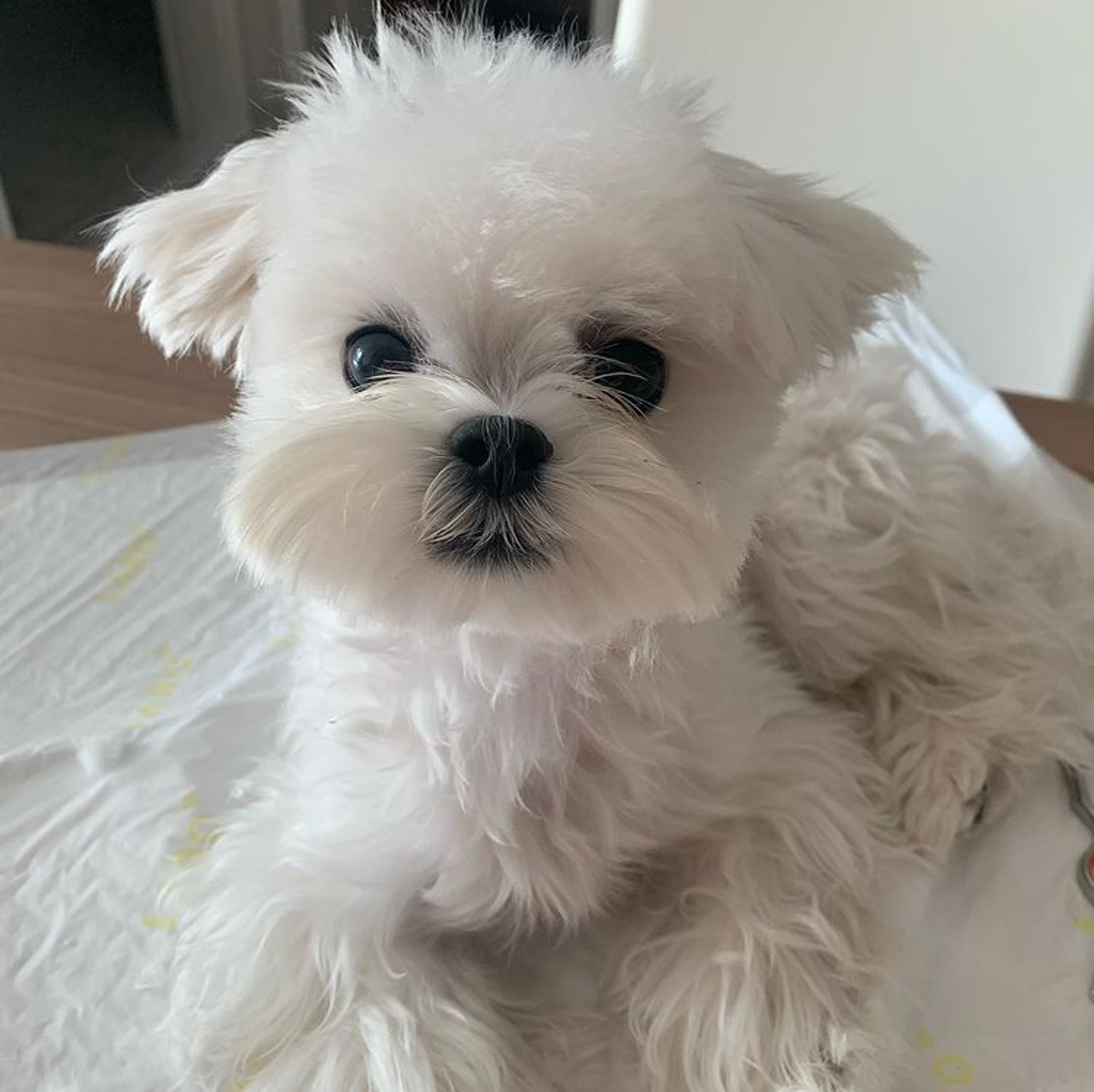 狗狗睡醒突然坐起来视频,狗狗睡醒兴奋突然昏倒