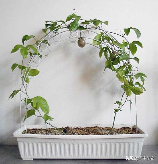 吃剩的百香果种下去能发芽吗,百香果挖出来后怎么做好吃