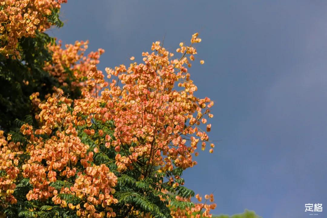 莲花山公园网红打卡地,即墨莲花山公园网红打卡地