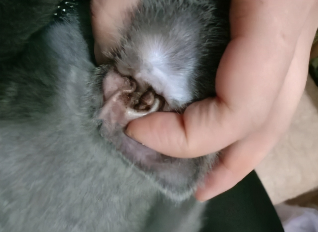 捡到一只被遗弃的小奶猫要怎么养,捡到一只蓝猫需要关注什么