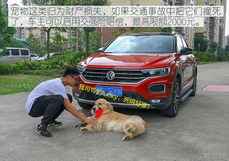 避之唯恐不及车撞死狗后该如何处理？