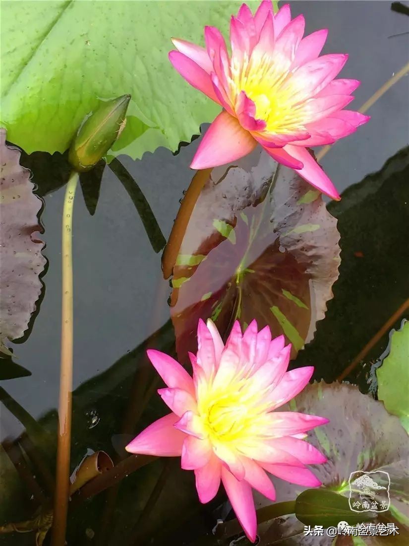番禺莲花山有什么,莲花山上哪座莲花最多