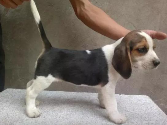 十大最值得养的宠物狗排名,最受欢迎的宠物狗排行