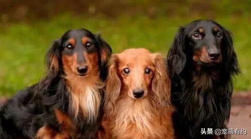 特别腊肠犬,腊肠犬太可爱