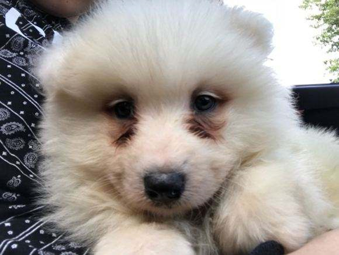 狗狗的健康需要铲屎官怎样来守护,高发期铲屎官要多留意狗狗的态势