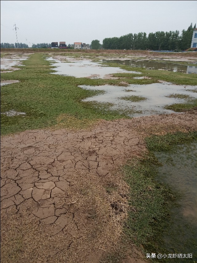 小龙虾塘口伊乐藻水草什么时候种,伊乐藻可以养高温虾吗