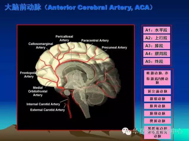 小脑血管解剖分段,脑血管影像解剖讲解