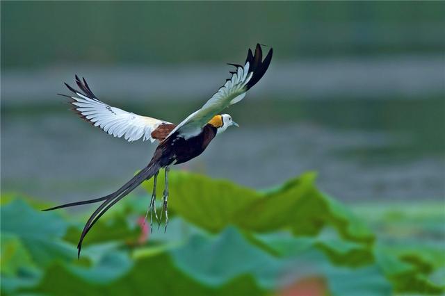 东江揽胜,惠州淡水常见鸟类图谱