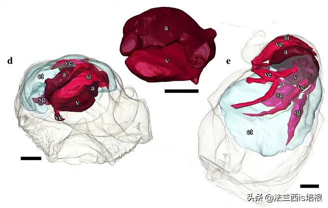 不吃饭的甲壳虫,深海蜗牛怎么吃