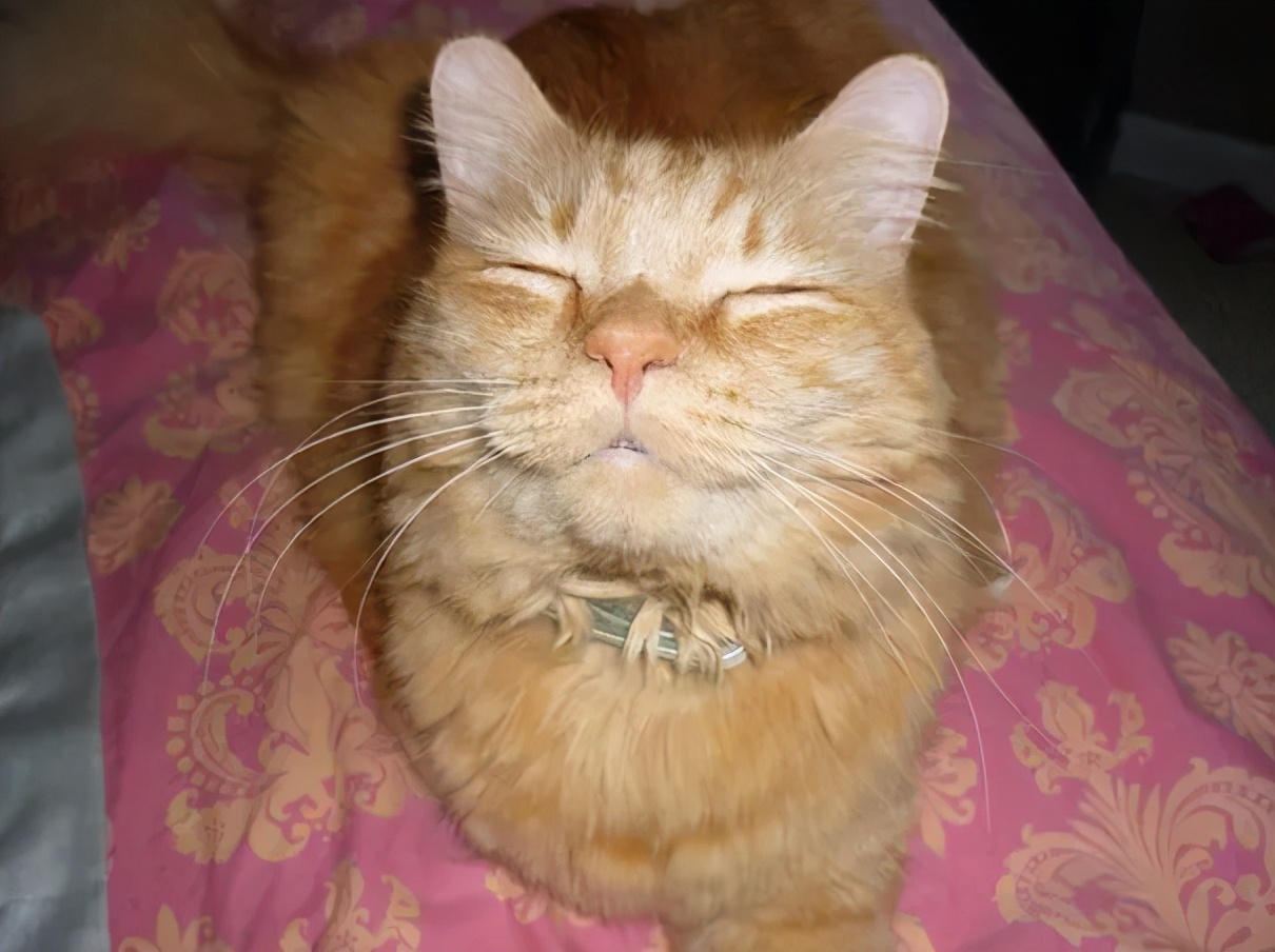 卡通猫咪微笑图片,微笑的猫咪表情包