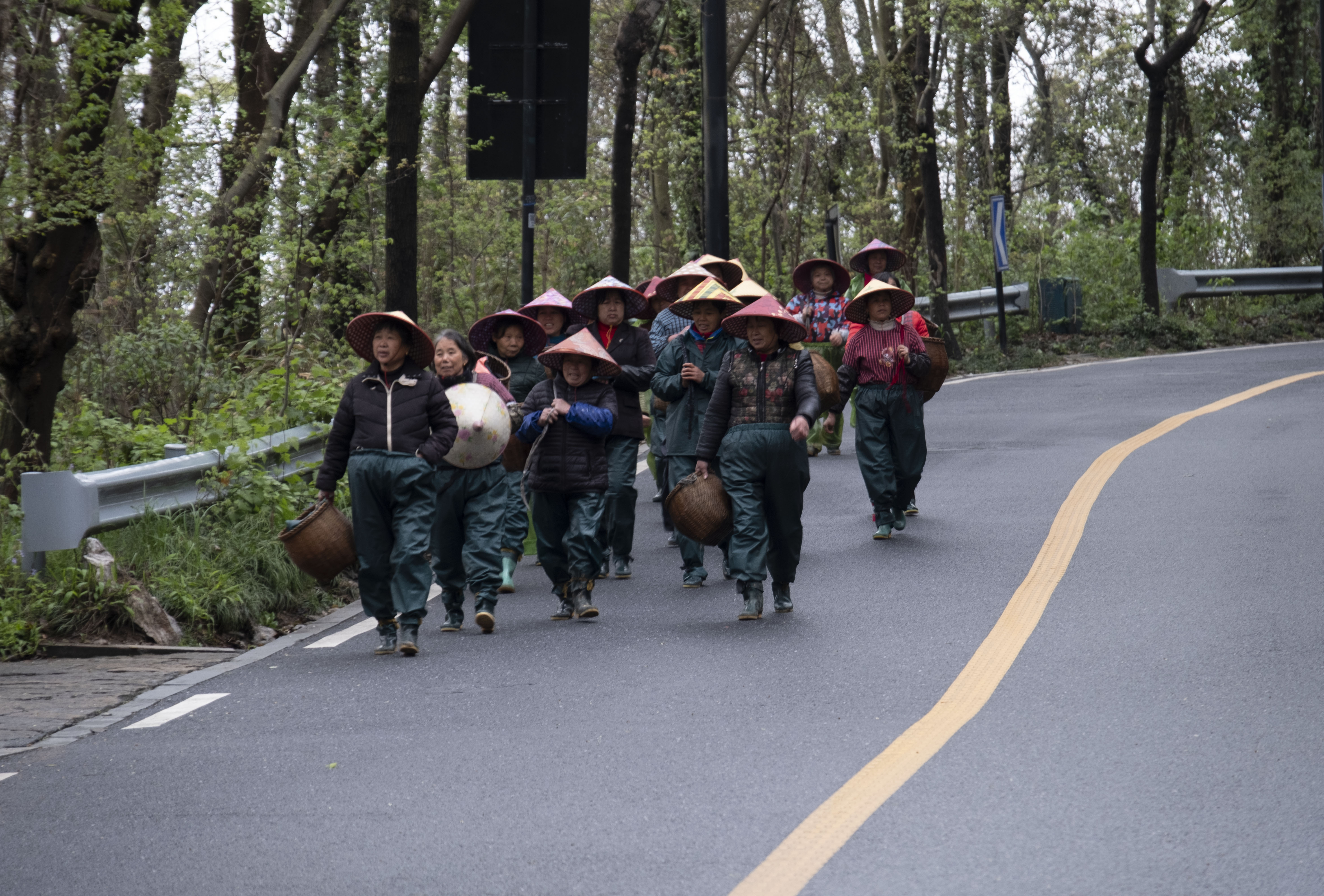 西湖龙井春茶季,龙井茶西湖明前春茶