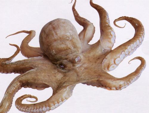 海鲜菜品图文,海鲜特色的菜品有哪些