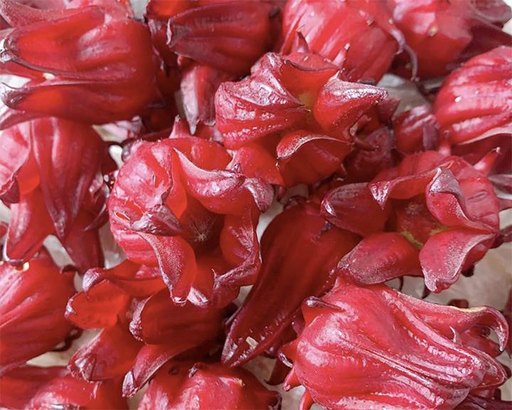 养花知识洛神花,洛神用什么盆栽好看