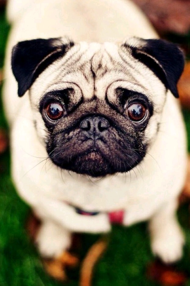 如何挑选一只极品的八哥,怎么挑选一只漂亮的八哥犬