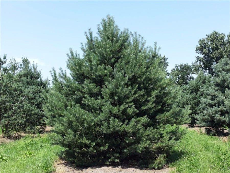 园林绿化斜坡种植技术,一亩园林分享种植小知识