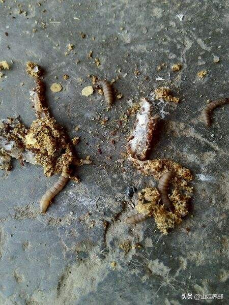 蜂群如何治巢虫,蜂群里有工蜂怎么防治