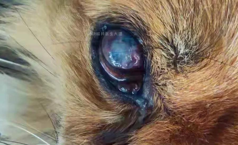 狗狗角膜溃疡恢复过程图片,狗狗眼角膜溃疡