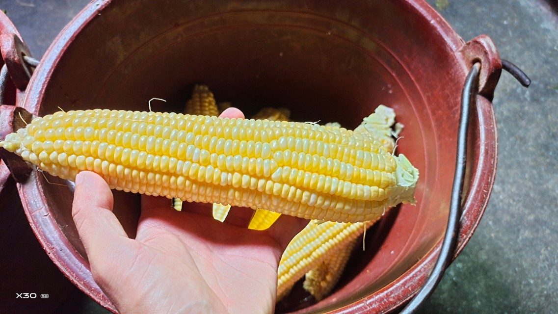 野钓鲫鱼小白条闹窝怎么解决,野钓遇杂鱼闹窝咋办