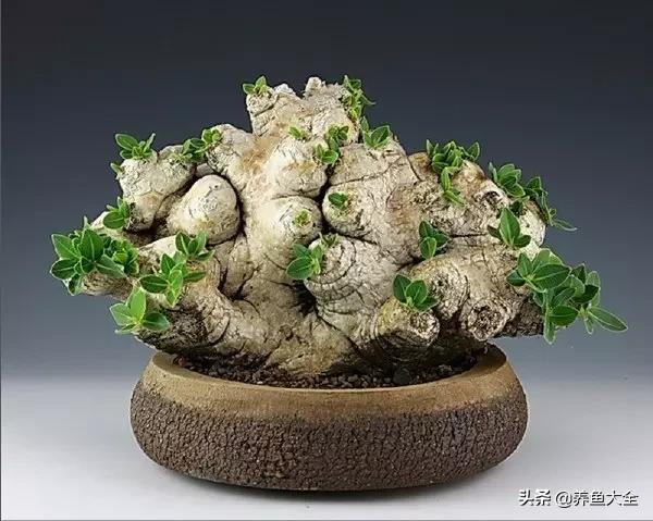 世界名贵花图片大全集,世界上最漂亮名贵的花卉
