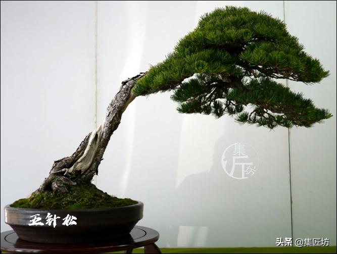 夏季盆景管理技巧,五根松盆景平常如何养护