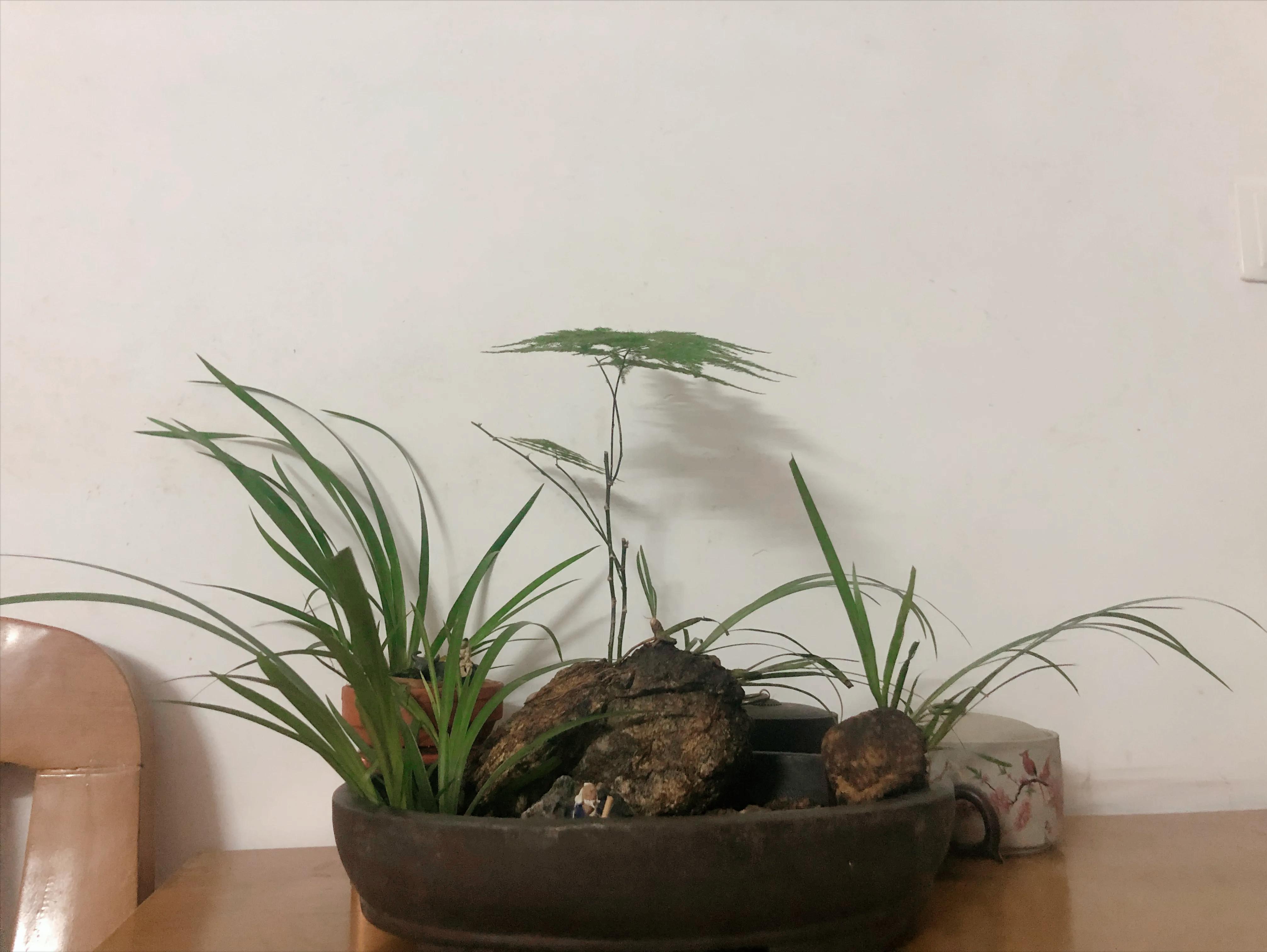 娣卞北鑰佹灄閲庤彍妞嶇墿,鍘诲璁垮北闂寸殑閲庣敓鏈崏妞嶇墿