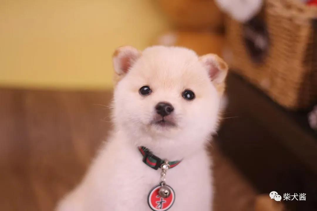 柴犬太瘦怎么增肥,柴犬特别瘦怎么办如何让柴犬变胖